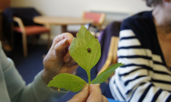 Plant Uses and Plant Sculptures